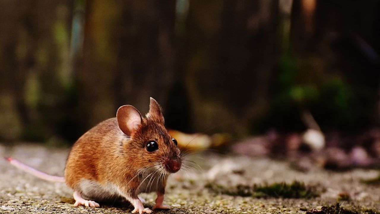 وسائل مكافحة الفئران وكيفية الوقاية منها في 7 ارشادات